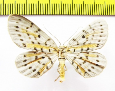 Geometridae sp.  Indonesia, Buru isl. - INSECTS-STORE.RU