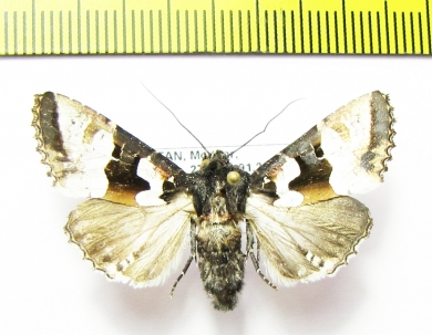 Noctuidae sp.  Bhutan - INSECTS-STORE.RU