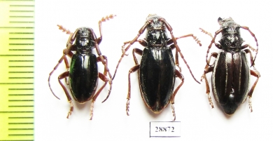 Eodorcadion carinatum involvens, pair  Russia, Tuva reg. - INSECTS-STORE.RU