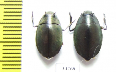 Gyrinidae sp.  Ethiopia - INSECTS-STORE.RU