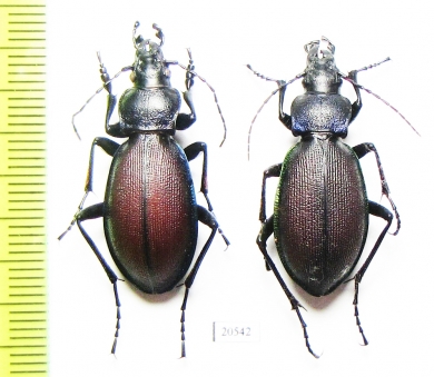 Carabus (Pachycranion) sajanus, pair  Russia, Krasnoyarsk reg. - INSECTS-STORE.RU