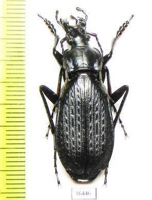 Carabus (Archiplectes) protensus protensoides  Georgia - INSECTS-STORE.RU
