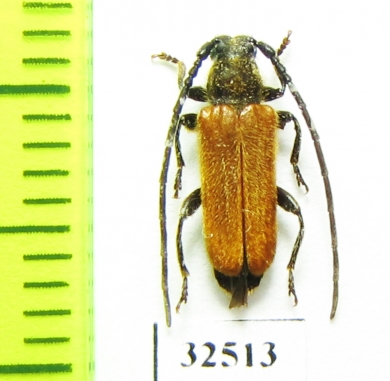 Anisarthron barbipes  Poland - INSECTS-STORE.RU