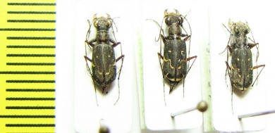 Brasiella argentata  Bolivia - INSECTS-STORE.RU