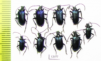 Carilia virginea  Russia, Tver reg. - INSECTS-STORE.RU