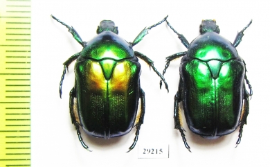 Protaetia affinis tyrrhenica  France, Corsica - INSECTS-STORE.RU