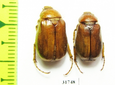 Melolonthinae sp.  Iran, Boyer-Ahmad prov. - INSECTS-STORE.RU