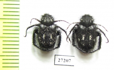 Hopliini sp.  South Africa Rep. - INSECTS-STORE.RU