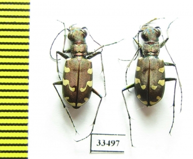 Cicindela transbaicalica lamifasciata  Korea - INSECTS-STORE.RU