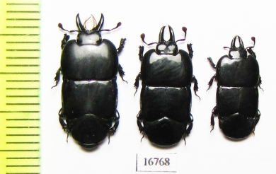 Hololepta laevigata  Indonesia, Sumatra - INSECTS-STORE.RU