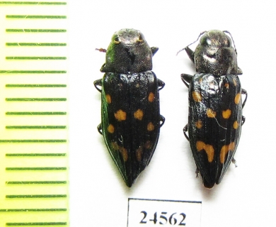 Trachypteris picta  Kirgizstan - INSECTS-STORE.RU