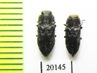 Anthaxia confusa  Spain - INSECTS-STORE.RU