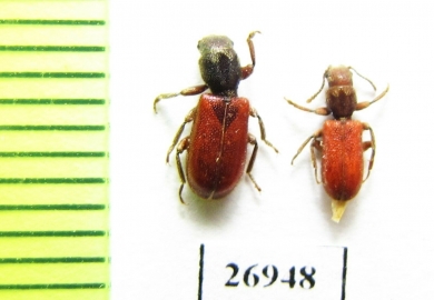 Zenodosus sanguineus  USA - INSECTS-STORE.RU