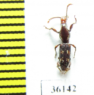 Brentidae sp.  Thailand - INSECTS-STORE.RU