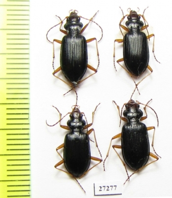 Carabidae sp.  Georgia - INSECTS-STORE.RU