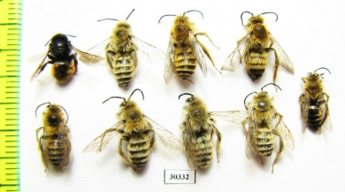 Hymenoptera sp.  Russia, Tver reg. - INSECTS-STORE.RU