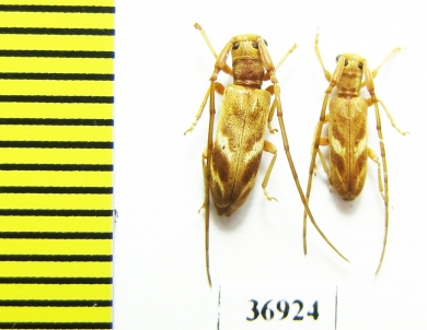 Cerambycidae sp.  South Africa Rep. - INSECTS-STORE.RU