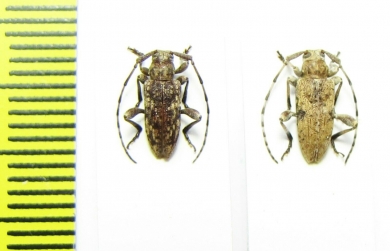 Cerambycidae sp.  Malawi - INSECTS-STORE.RU