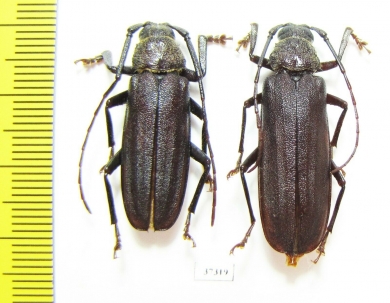 Prioninae sp., pair  South Africa Rep. - INSECTS-STORE.RU