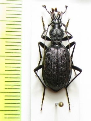 Cychrus aeneus starki  Russia, Caucasus - INSECTS-STORE.RU