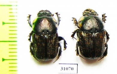 Chironitis pamphilus, pair  Russia, Astrakhan reg. - INSECTS-STORE.RU