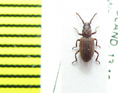 Rhopalocerus rondanii  Poland - INSECTS-STORE.RU