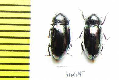 Tenebrionidae sp.  Indonesia, Sumatra - INSECTS-STORE.RU