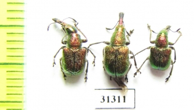 Rhynchites auratus  Russia, Volgograd reg. - INSECTS-STORE.RU