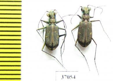 Cicindelinae sp., pair  South Africa Rep. - INSECTS-STORE.RU