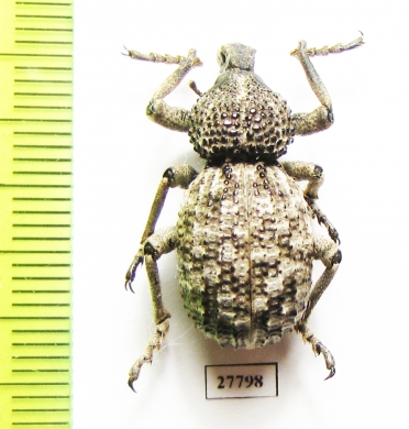 Brachyceridae sp.6  South Africa Rep. - INSECTS-STORE.RU