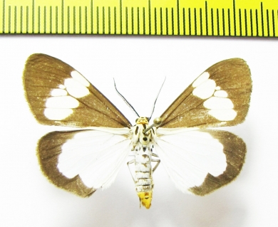 Geometridae sp.  Laos - INSECTS-STORE.RU