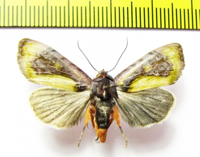 Noctuidae sp.  Bolivia - INSECTS-STORE.RU