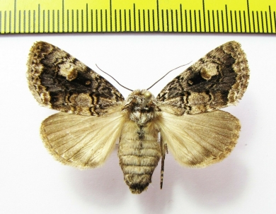 Anacronicta caliginea  Russia, Far East - INSECTS-STORE.RU