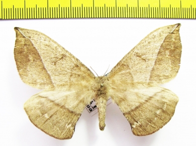 Saturniidae sp.?  Peru - INSECTS-STORE.RU