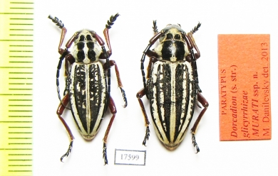 Dorcadion glicyrrhizae murati, pair  Kazakhstan PARATYPUS - INSECTS-STORE.RU