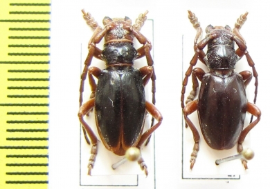 Eodorcadion carinatum involvens, pair  Russia, Tuva reg. - INSECTS-STORE.RU