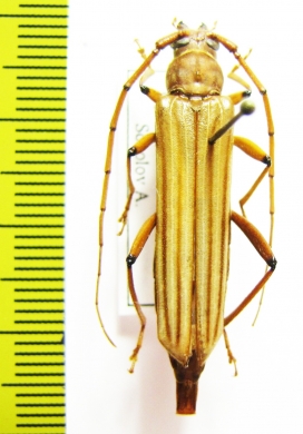 Malacopterus tenellus  Peru - INSECTS-STORE.RU