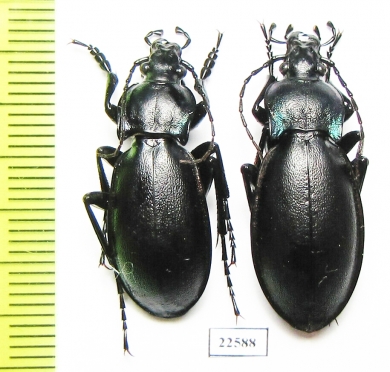 Carabus (Megodontus) germarii, pair  Italy - INSECTS-STORE.RU