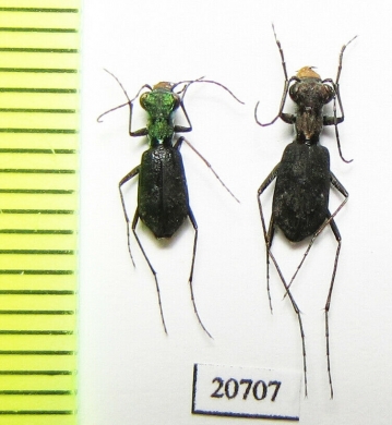 Cylindera delavayi, pair  Laos - INSECTS-STORE.RU