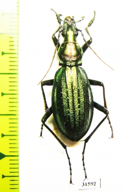 Carabus (Acoptolabrus) gehinii  Japan - INSECTS-STORE.RU