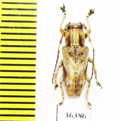 Cerambycidae sp.  China, Guangxi prov. - INSECTS-STORE.RU