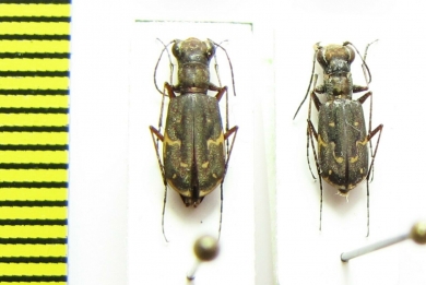 Brasiella argentata, pair  Bolivia - INSECTS-STORE.RU