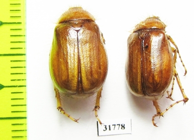 Melolonthinae sp.  Iran, Boyer-Ahmad prov. - INSECTS-STORE.RU