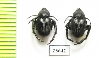 Hopliini sp.  South Africa Rep. - INSECTS-STORE.RU