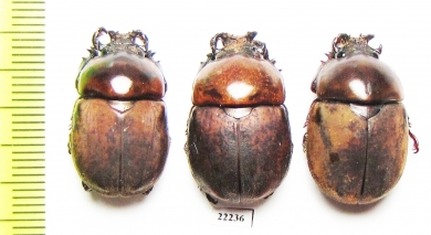 Dicaulocephalus fruhstorferi  China, Guangxi prov. - INSECTS-STORE.RU