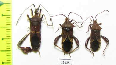 Hemiptera sp.  Cuba - INSECTS-STORE.RU