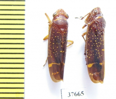 Homoptera sp.  Honduras - INSECTS-STORE.RU