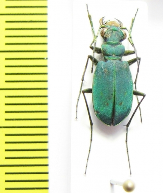 Platydela segonzaci  Morocco - INSECTS-STORE.RU