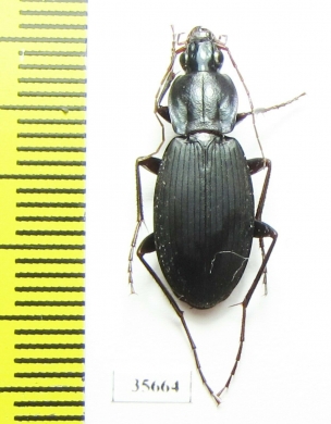 Carabidae sp.  Madagascar - INSECTS-STORE.RU