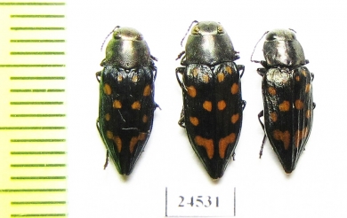 Trachypteris picta  Kirgizstan - INSECTS-STORE.RU